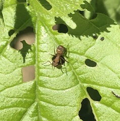 Camponotus rectangularis