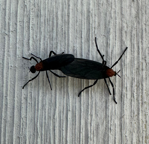 Unknown species found near Cherry Plum Ln, Katy, TX, US