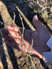 Ephedra antisyphilitica