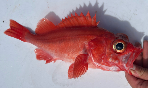 Lobe-jawed rockfish (Sebastes diploproa) — Sebastidae — 2