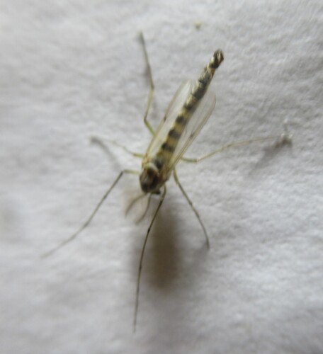 Unknown species found near 5365 CR 326, Lexington, Lee Co, TX, USA