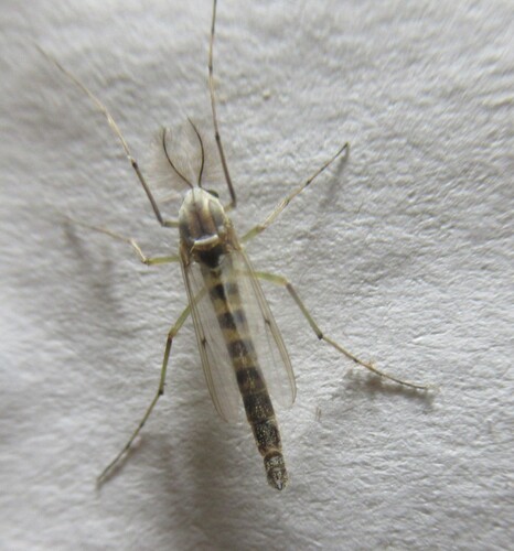 Unknown species found near 5365 CR 326, Lexington, Lee Co, TX, USA