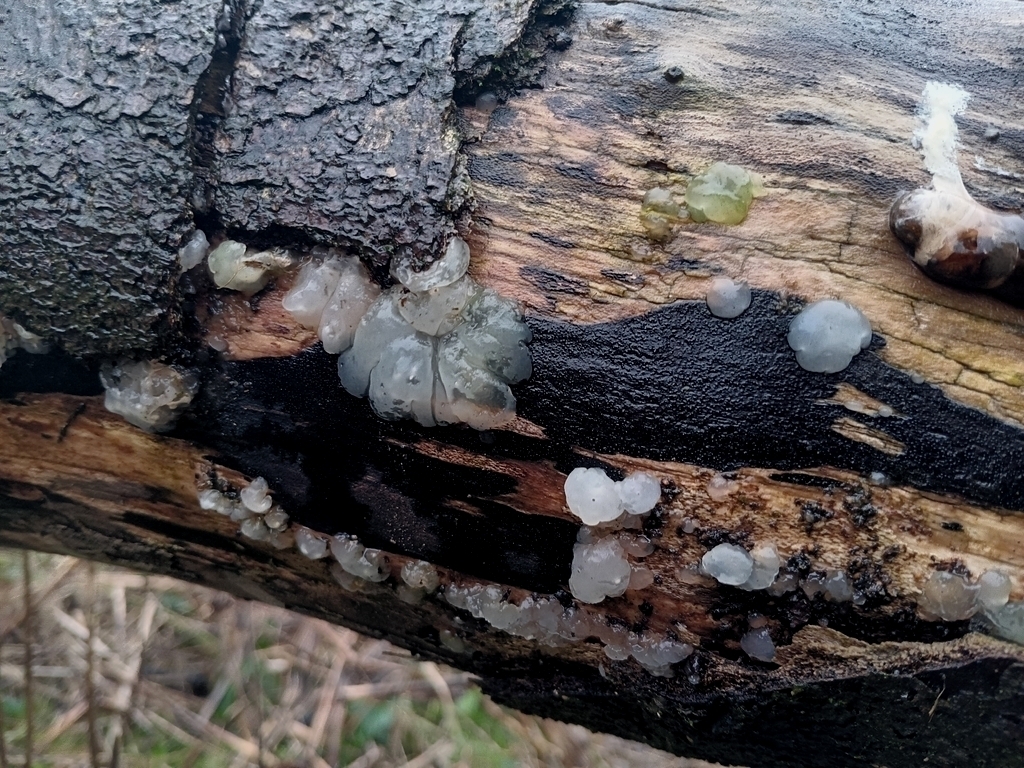 Myxarium nucleatum · December 2025 · photo: © considerthelilies (iNaturalist, cc-by)