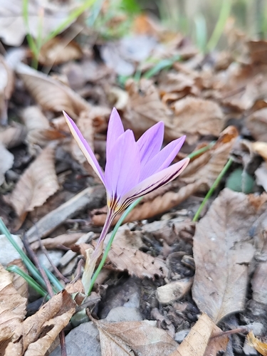 Crocus imperati, photograph 4