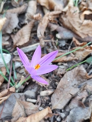 Crocus imperati, photograph (c) Francesco Santoro, some rights reserved (CC BY)