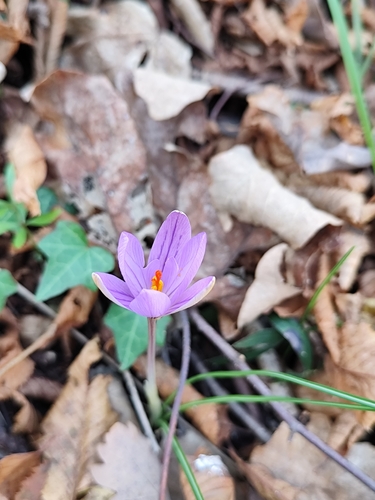 Crocus imperati, photograph 6