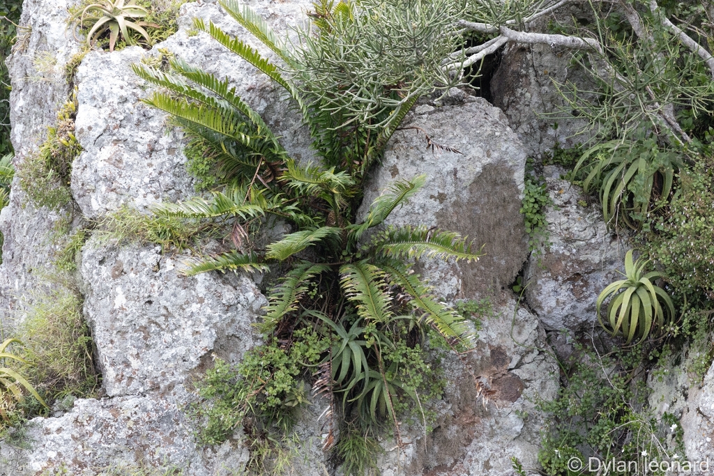 Encephalartos senticosus; photograph (c) Dylan Leonard, some rights reserved (CC BY-SA)