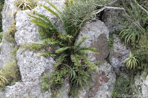 Lebombo cycad (Encephalartos senticosus)