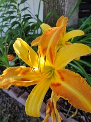 Hemerocallis fulva