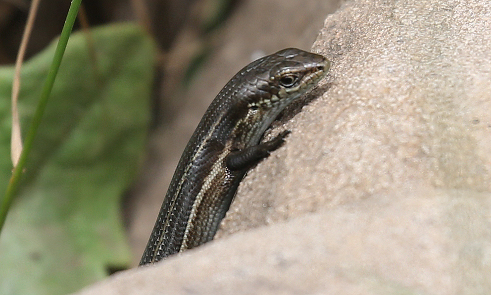 Alpine Bog Skink photo 7