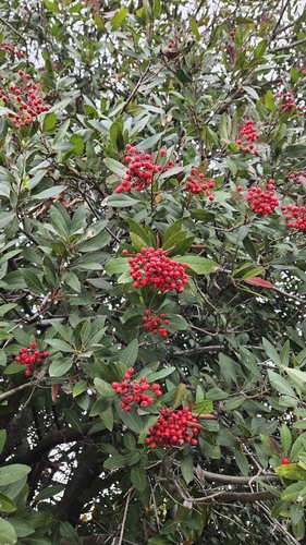 iNaturalist observation photo of Toyon