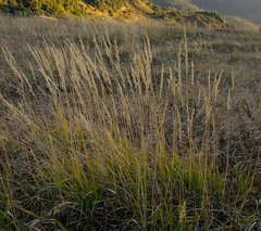 Arctagrostis latifolia