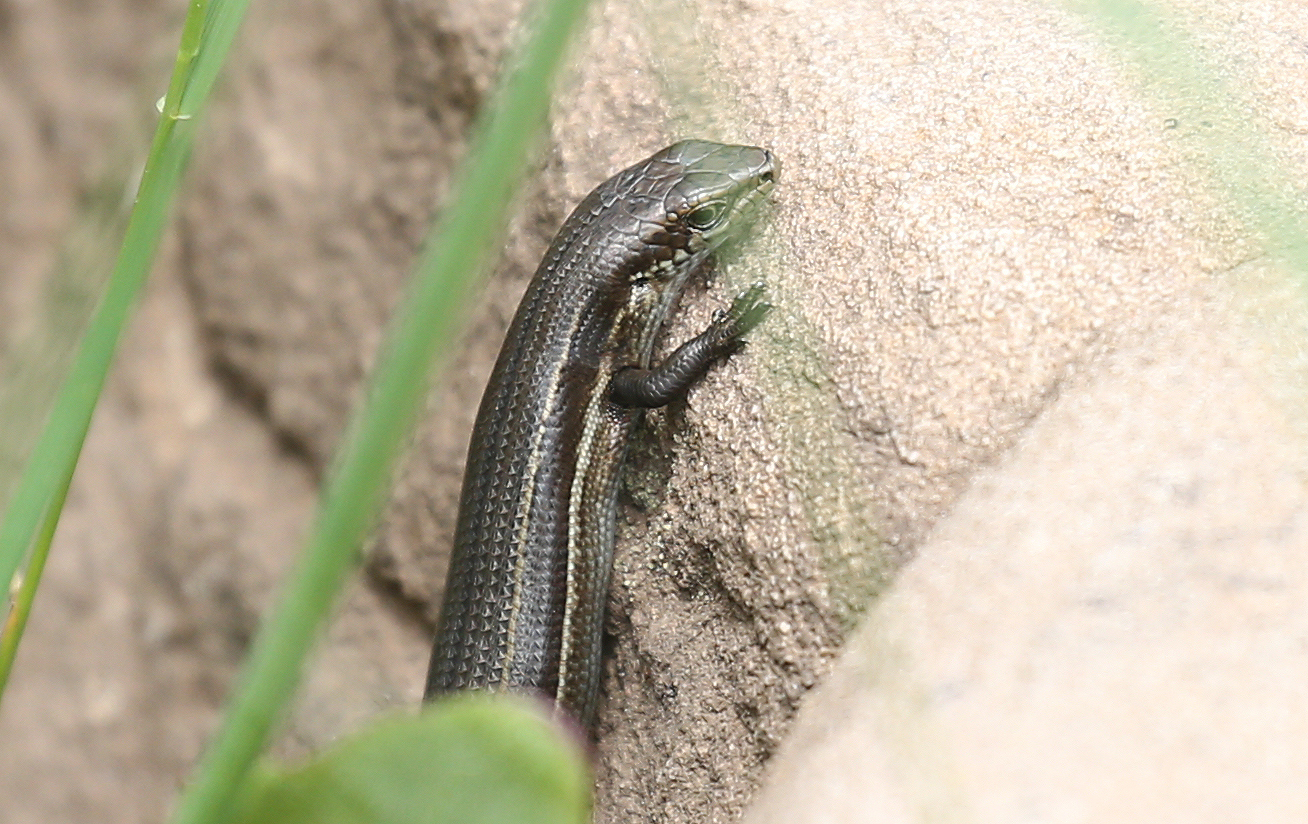 Alpine Bog Skink photo 8