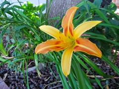 Hemerocallis fulva