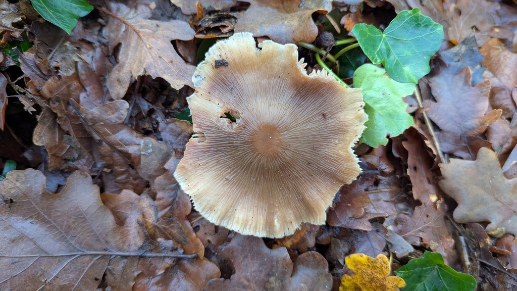 Mycena galericulata · December 2025 · photo: © rudolphous (iNaturalist, cc-by)