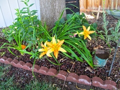 Hemerocallis fulva
