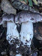Tricholoma griseoviolaceum