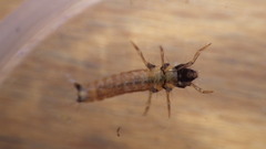 Glossosomatidae