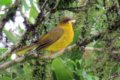 Orthogonys chloricterus