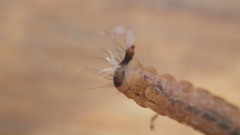 Glossosomatidae