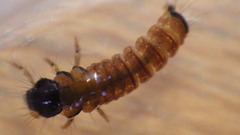 Glossosomatidae