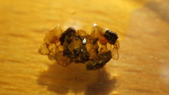 Glossosomatidae