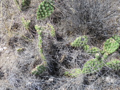 Sulfur prickly pear (Opuntia sulphurea)