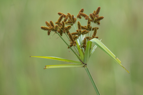 Fig Sedge