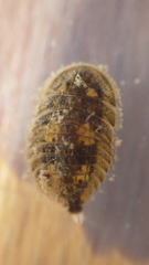 Ectopria nervosa