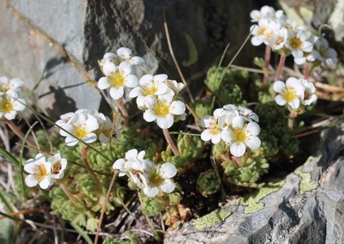 Hairy Saxifrage (Saxifraga pubescens)
