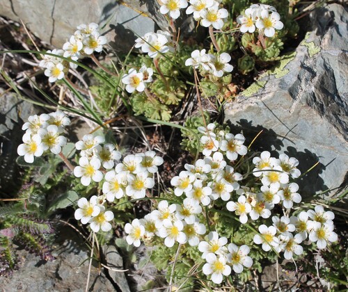 Saxifraga pubescens, photograph 2