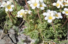 (c) Lídia Carrera, some rights reserved (CC BY) Saxifraga pubescens, photograph (c) Lídia Carrera, some rights reserved (CC BY)
