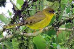Orthogonys chloricterus