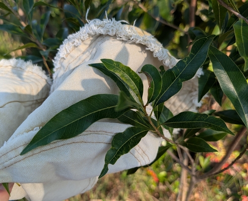 White bully (Sideroxylon salicifolium)
