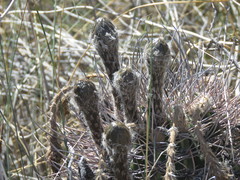 Echinopsis leucantha