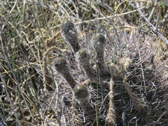 Echinopsis leucantha
