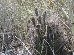 Echinopsis leucantha