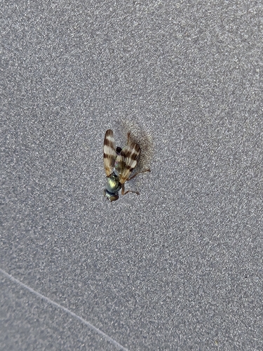Unknown species found near South Carolina, US
