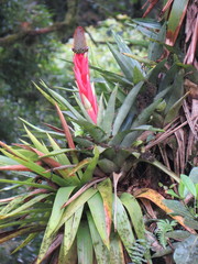 Aechmea ornata