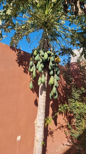 Papaya