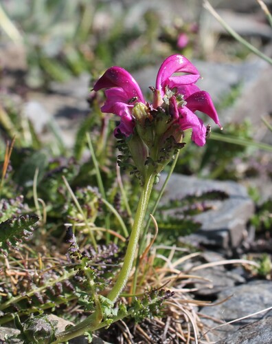 Pyrenean Lousewort (Pedicularis pyrenaica)