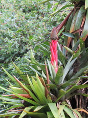 Aechmea ornata