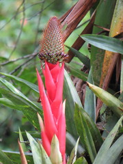 Aechmea ornata