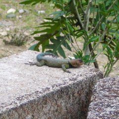Sceloporus smaragdinus