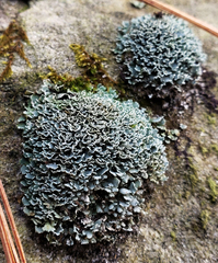 Cladonia petrophila