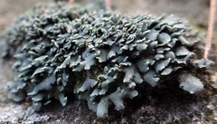 Cladonia petrophila
