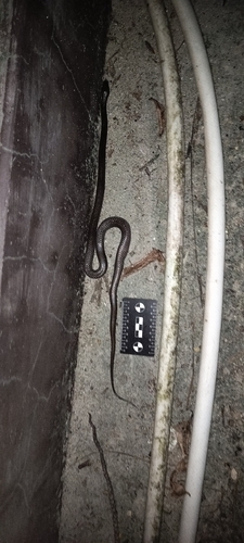 Andaman Wolf Snake