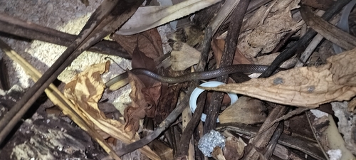 Andaman Wolf Snake