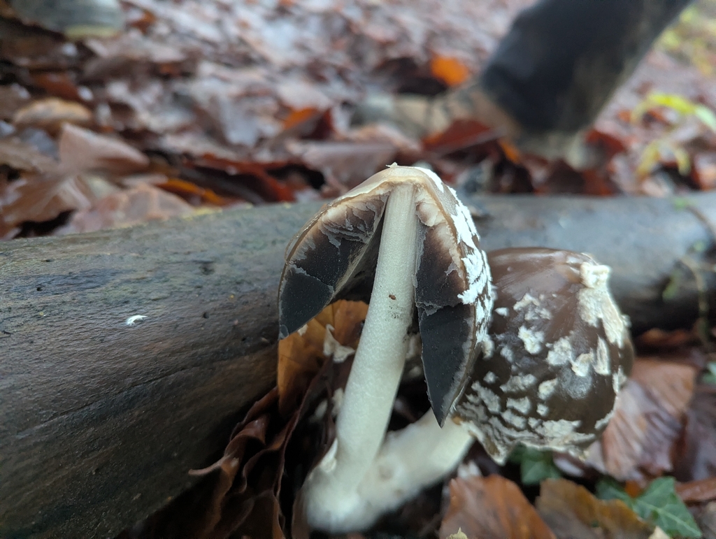 Coprinopsis picacea · December 2025 · photo: © johngibson139 (iNaturalist, cc0)