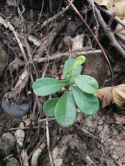 Pittosporum crassifolium